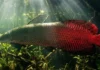 Como a etimologia tupi da palavra pirarucu revela os segredos da biologia do maior peixe de escamas da Amazônia
