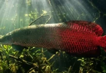Como a etimologia tupi da palavra pirarucu revela os segredos da biologia do maior peixe de escamas da Amazônia