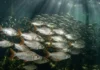 Como os imensos cardumes de jaraqui realizam migrações sincronizadas que movimentam a pesca artesanal e a economia do Amazonas