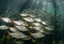 Como os imensos cardumes de jaraqui realizam migrações sincronizadas que movimentam a pesca artesanal e a economia do Amazonas