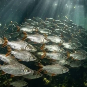 Como os imensos cardumes de jaraqui realizam migrações sincronizadas que movimentam a pesca artesanal e a economia do Amazonas