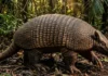Como a etimologia tupi da palavra tatu antecipa a descoberta da bioengenharia na armadura dos xenártrios brasileiros