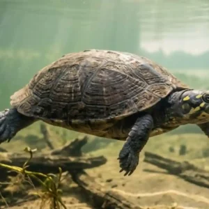 Como a fascinante tartaruga-da-amazônia utiliza o magnetismo terrestre para navegar e retornar à praia exata de seu nascimento