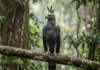 Como o gavião-real-falso confunde observadores pela semelhança com a harpia e desafia a conservação de rapinantes na Amazônia