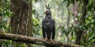Como o gavião-real-falso confunde observadores pela semelhança com a harpia e desafia a conservação de rapinantes na Amazônia