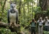 Como o turismo comunitário na Floresta Nacional do Tapajós protege o gavião-real e transforma a economia de famílias paraenses