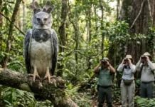 Como o turismo comunitário na Floresta Nacional do Tapajós protege o gavião-real e transforma a economia de famílias paraenses