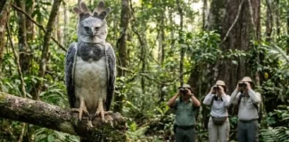 Como o turismo comunitário na Floresta Nacional do Tapajós protege o gavião-real e transforma a economia de famílias paraenses