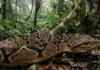 Como a surucucu-pico-de-jaca produz o veneno mais abundante entre todas as víboras e desafia a medicina tropical