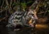 Como a cuíca-d’água utiliza bigodes sensoriais e adaptações evolutivas para caçar em rios turvos da Amazônia no escuro total
