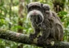 Como o fascinante sagui-imperador combina bigodes extremamente exuberantes e criação coletiva de filhotes na floresta amazônica