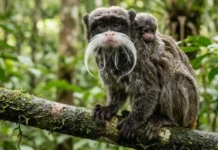 Como o fascinante sagui-imperador combina bigodes extremamente exuberantes e criação coletiva de filhotes na floresta amazônica