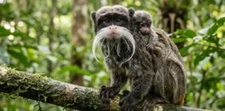 Como o fascinante sagui-imperador combina bigodes extremamente exuberantes e criação coletiva de filhotes na floresta amazônica