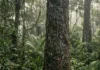Como o pau-rosa da Amazônia produz o óleo essencial mais cobiçado pela alta perfumaria e mobiliza projetos de conservação