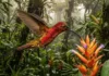 Como o beija-flor-brilho-de-fogo visita duas mil flores por dia e seu metabolismo extremo desafia os limites da biologia amazônica