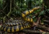 Como a ágil caninana se consolidou como a serpente mais rápida do Brasil e utiliza perseguição ativa nas florestas