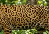 Como a onça-pintada utiliza as rosetas únicas da pelagem como impressão digital para o monitoramento científico de indivíduos na Amazônia
