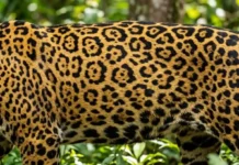 Como a onça-pintada utiliza as rosetas únicas da pelagem como impressão digital para o monitoramento científico de indivíduos na Amazônia