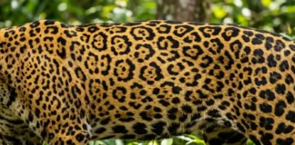 Como a onça-pintada utiliza as rosetas únicas da pelagem como impressão digital para o monitoramento científico de indivíduos na Amazônia