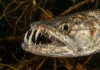 Como a cachorra-facão utiliza dentes desproporcionalmente grandes para caçar nas águas escuras do Rio Negro amazônico