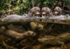 Como a ariranha organiza táticas de defesa coletiva com vocalizações complexas para enfrentar jacarés nos rios da Amazônia