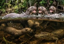 Como a ariranha organiza táticas de defesa coletiva com vocalizações complexas para enfrentar jacarés nos rios da Amazônia