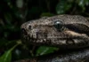 Como a jiboia amazônica utiliza sensores térmicos labiais para caçar mamíferos em completa escuridão na floresta tropical