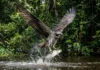 Como a águia-pescadora cruza continentes do Canadá até a Amazônia para encontrar refúgio e abundância de peixes nos rios