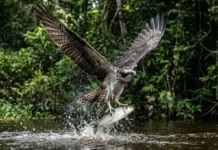 Como a águia-pescadora cruza continentes do Canadá até a Amazônia para encontrar refúgio e abundância de peixes nos rios