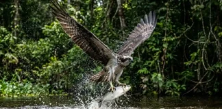 Como a águia-pescadora cruza continentes do Canadá até a Amazônia para encontrar refúgio e abundância de peixes nos rios