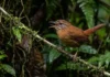 Como o uirapuru-verdadeiro utiliza um repertório musical único para demarcar território e intimidar rivais na floresta amazônica