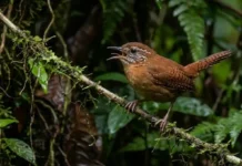 Como o uirapuru-verdadeiro utiliza um repertório musical único para demarcar território e intimidar rivais na floresta amazônica