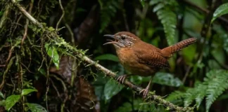 Como o uirapuru-verdadeiro utiliza um repertório musical único para demarcar território e intimidar rivais na floresta amazônica