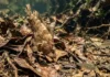 Como o peixe-folha permanece imóvel imitando uma folha morta para emboscar pequenas presas desavisadas nos igarapés da Amazônia