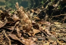 Como o peixe-folha permanece imóvel imitando uma folha morta para emboscar pequenas presas desavisadas nos igarapés da Amazônia