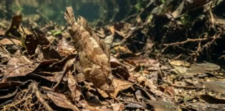 Como o peixe-folha permanece imóvel imitando uma folha morta para emboscar pequenas presas desavisadas nos igarapés da Amazônia