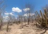 Como o plano inédito para povos tradicionais e o edital milionário da Caatinga combatem a desertificação no Brasil
