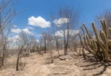 Como o plano inédito para povos tradicionais e o edital milionário da Caatinga combatem a desertificação no Brasil