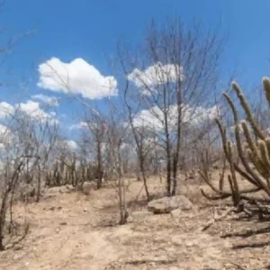 Como o plano inédito para povos tradicionais e o edital milionário da Caatinga combatem a desertificação no Brasil