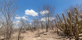 Como o plano inédito para povos tradicionais e o edital milionário da Caatinga combatem a desertificação no Brasil