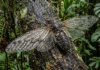 Como a cigarra amazônica produz som extremo e a engenharia florestal utiliza bioacústica para monitorar a biodiversidade nativa