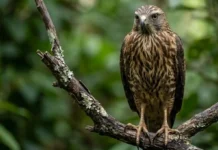 Como a surpreendente biologia do gavião-carijó faz dele a ave de rapina mais adaptável e integrada do Brasil