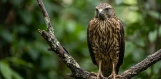 Como a surpreendente biologia do gavião-carijó faz dele a ave de rapina mais adaptável e integrada do Brasil