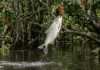 Como o peixe matrinxã salta fora d’água na Amazônia para alcançar frutos e sementes nas árvores das florestas alagadas