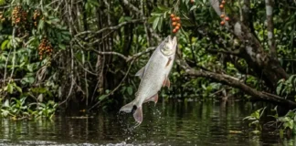 Como o peixe matrinxã salta fora d’água na Amazônia para alcançar frutos e sementes nas árvores das florestas alagadas