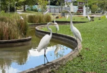 Como as garças que trocaram os manguezais pela Praça Batista Campos criaram um observatório urbano de aves em Belém