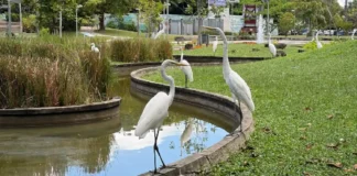 Como as garças que trocaram os manguezais pela Praça Batista Campos criaram um observatório urbano de aves em Belém