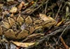 Como a temida surucucu-pico-de-jaca atinge três metros e domina o ecossistema da floresta amazônica com sua biologia única