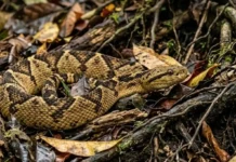 Como a temida surucucu-pico-de-jaca atinge três metros e domina o ecossistema da floresta amazônica com sua biologia única