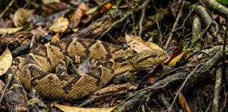 Como a temida surucucu-pico-de-jaca atinge três metros e domina o ecossistema da floresta amazônica com sua biologia única
